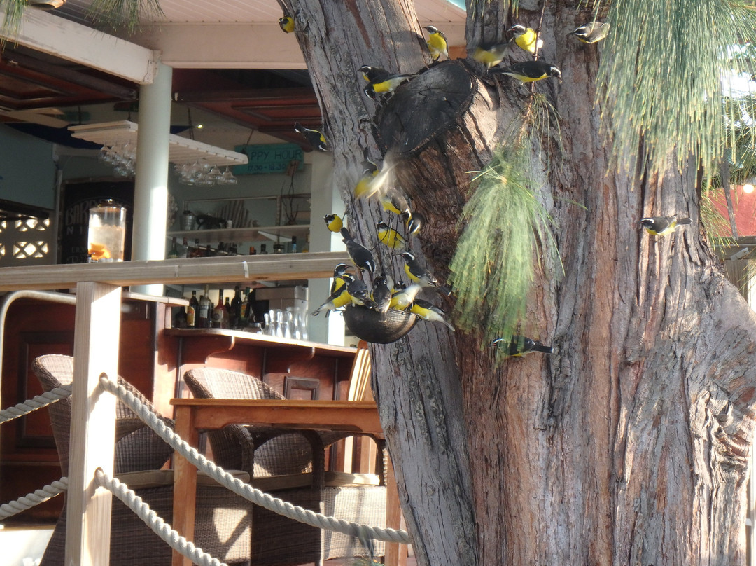 博内尔加勒比俱乐部主图