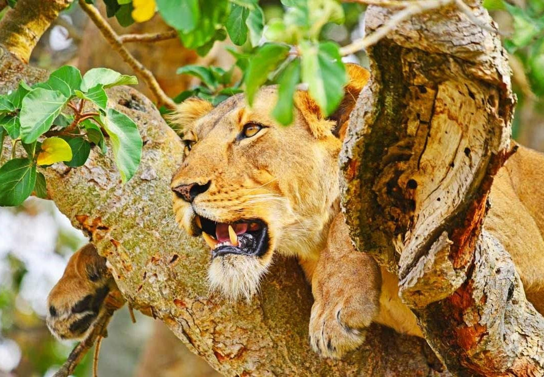 Bigfoot Adventures-Kasese必去景点