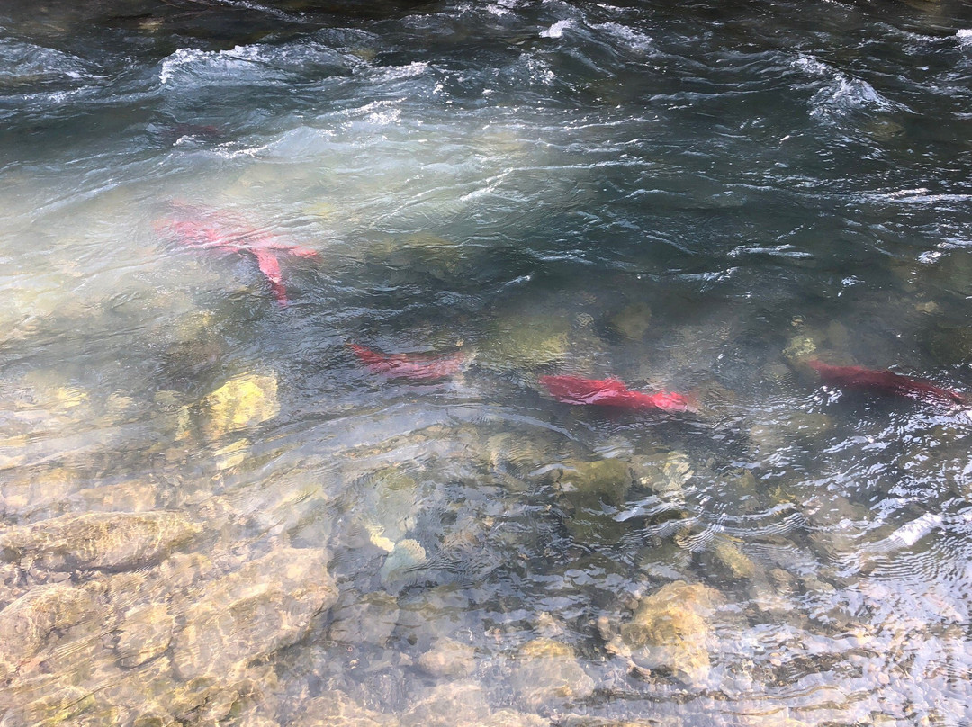 Bear Creek Weir-苏厄德必去景点