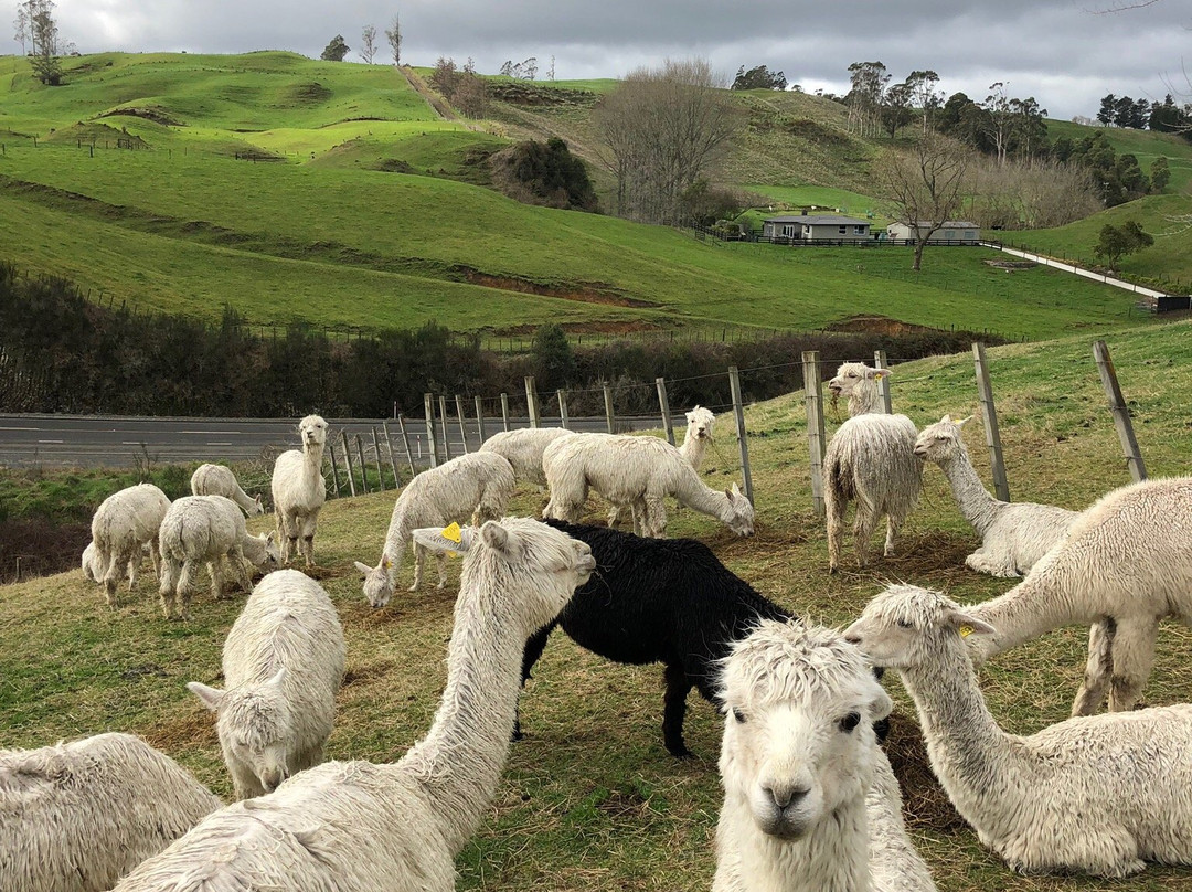 Surico Alpaca景点图片