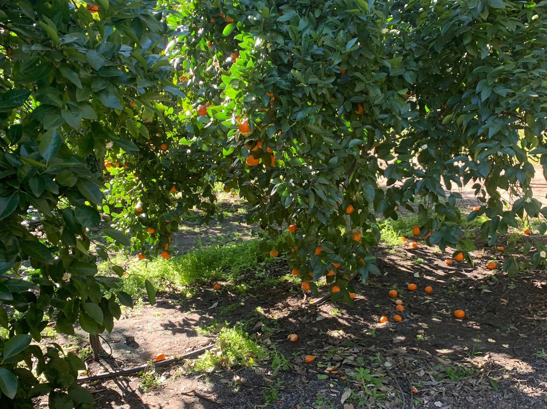 Watkins Orchard景点图片