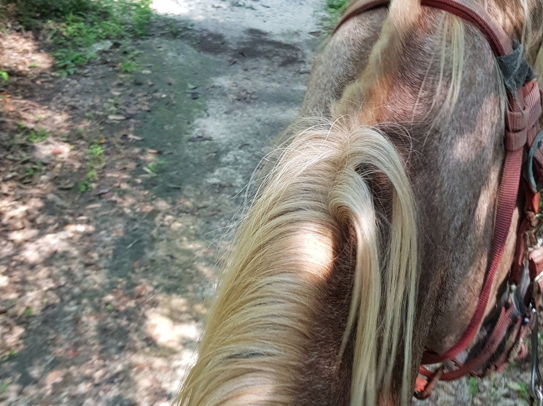 Sunflower Farm and Ranch-Folsom必去景点