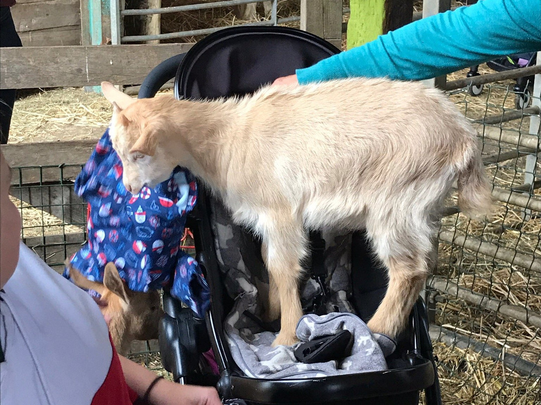 The Butts Farm Rare Breeds, Farm Shop and Tea Room-南塞尔尼必去景点