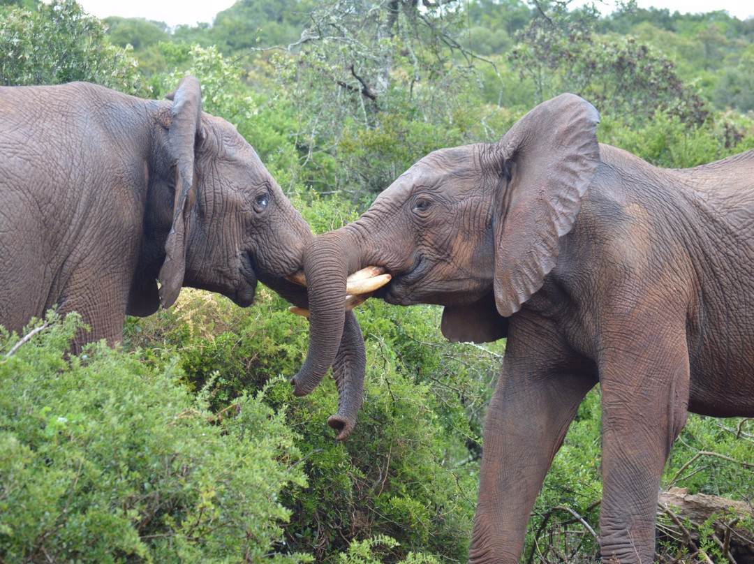 Addo travel center and adventure-阿多必去景点