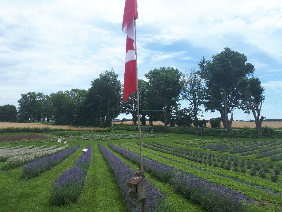 Apple Hill Lavender景点图片