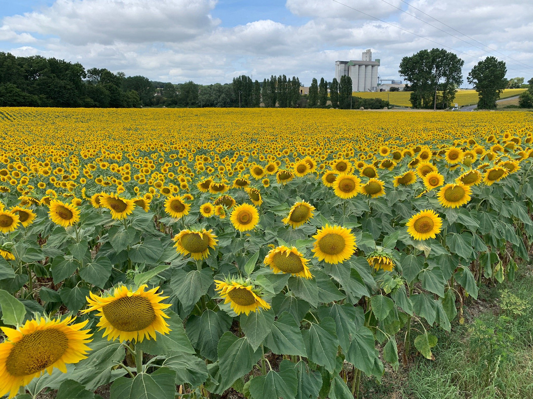 La Vieille Distillerie主图