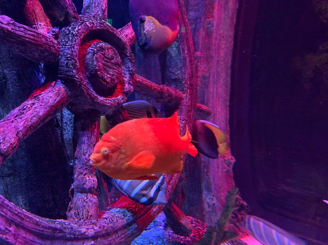 SEA LIFE Kansas City-堪萨斯城必去景点