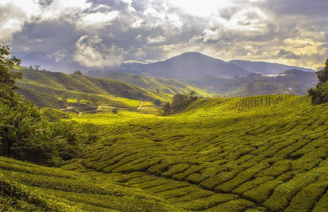 Araiya Palampur主图