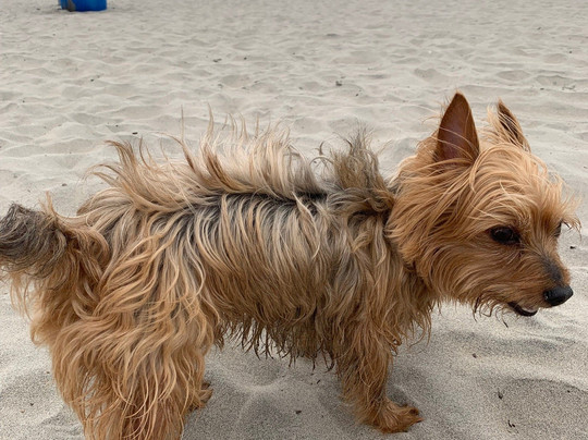 Coronado Dog Beach-科罗纳多必去景点