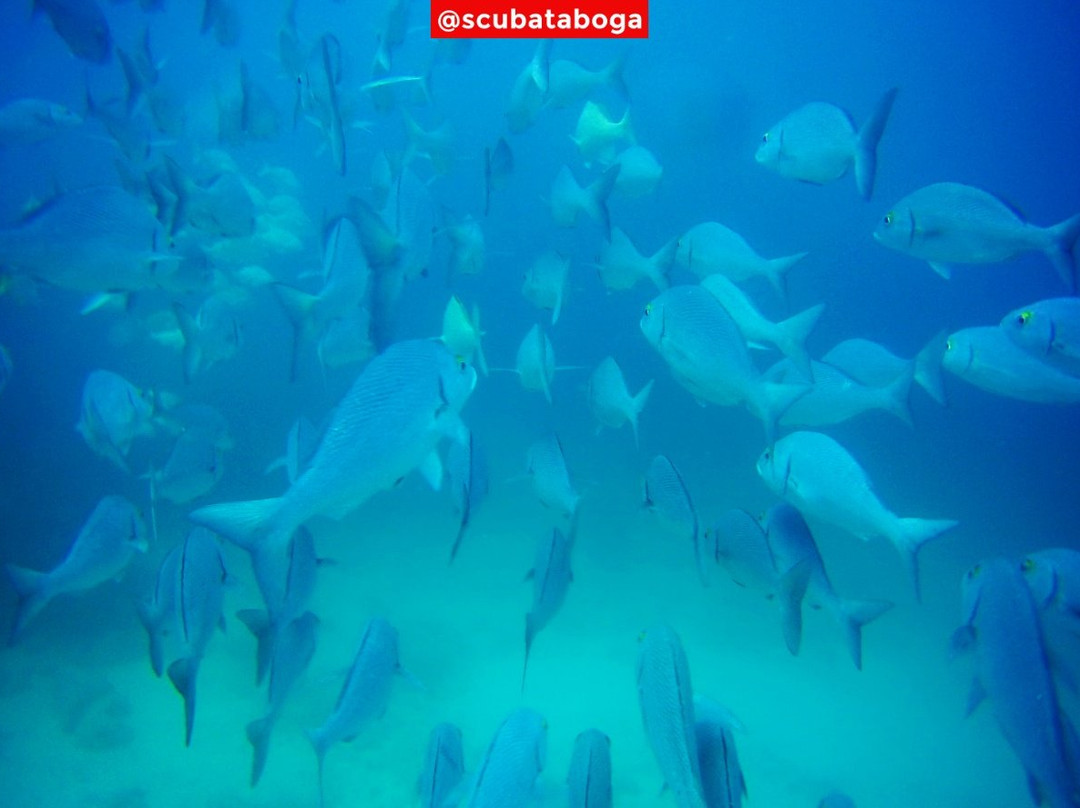 Scuba Taboga景点图片