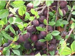 Morning Shade Farm-Canby必去景点