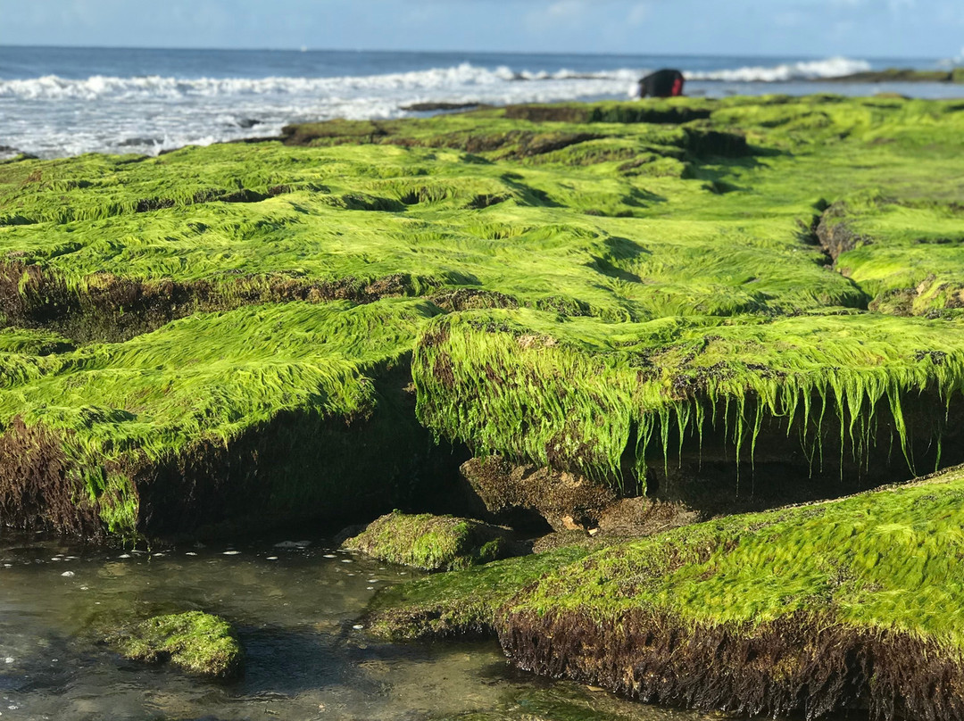 Coquina Outcrop景点图片