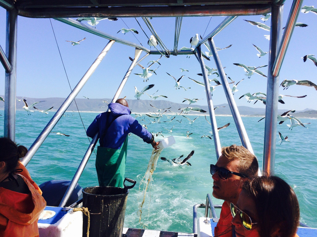 Supreme Sharks-Kleinbaai必去景点