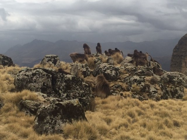 Ethiopian High Land Tours-贡德尔必去景点