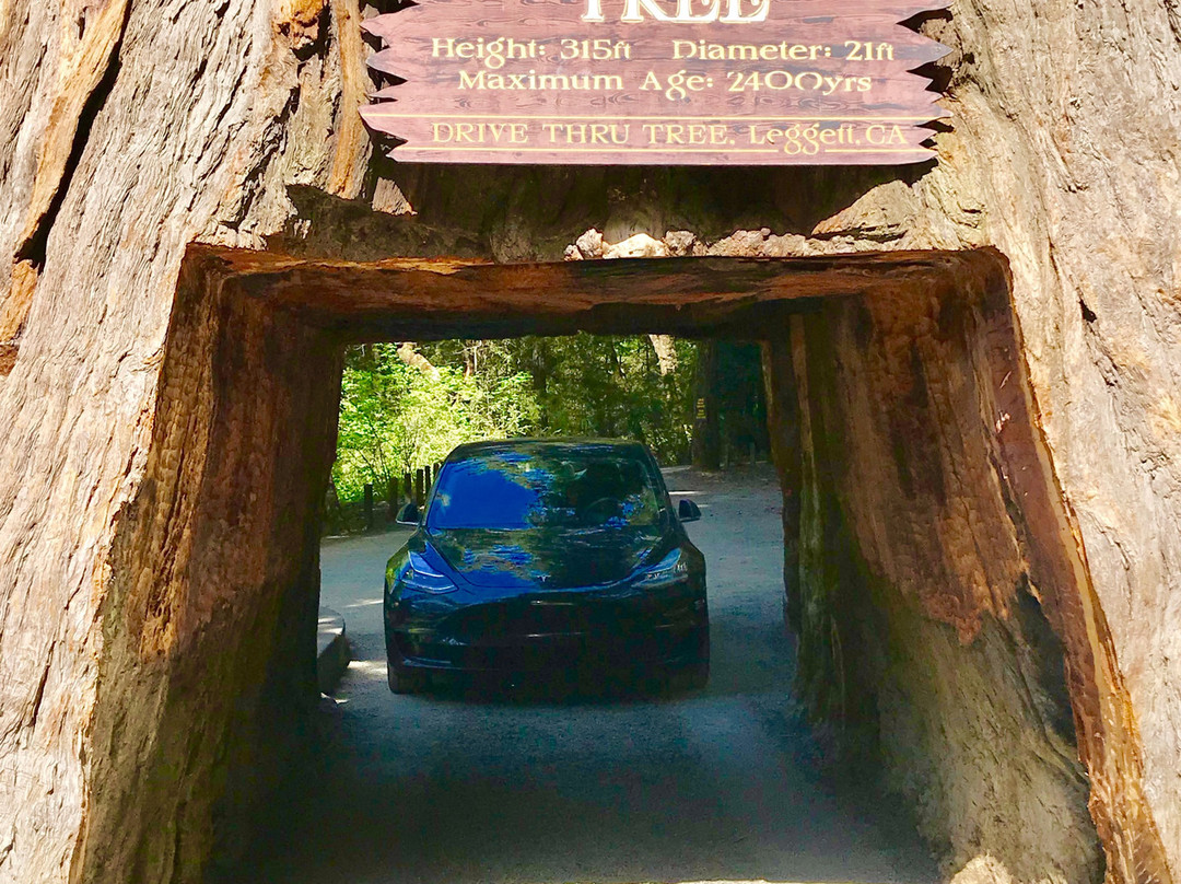 The Mendocino Tree景点图片
