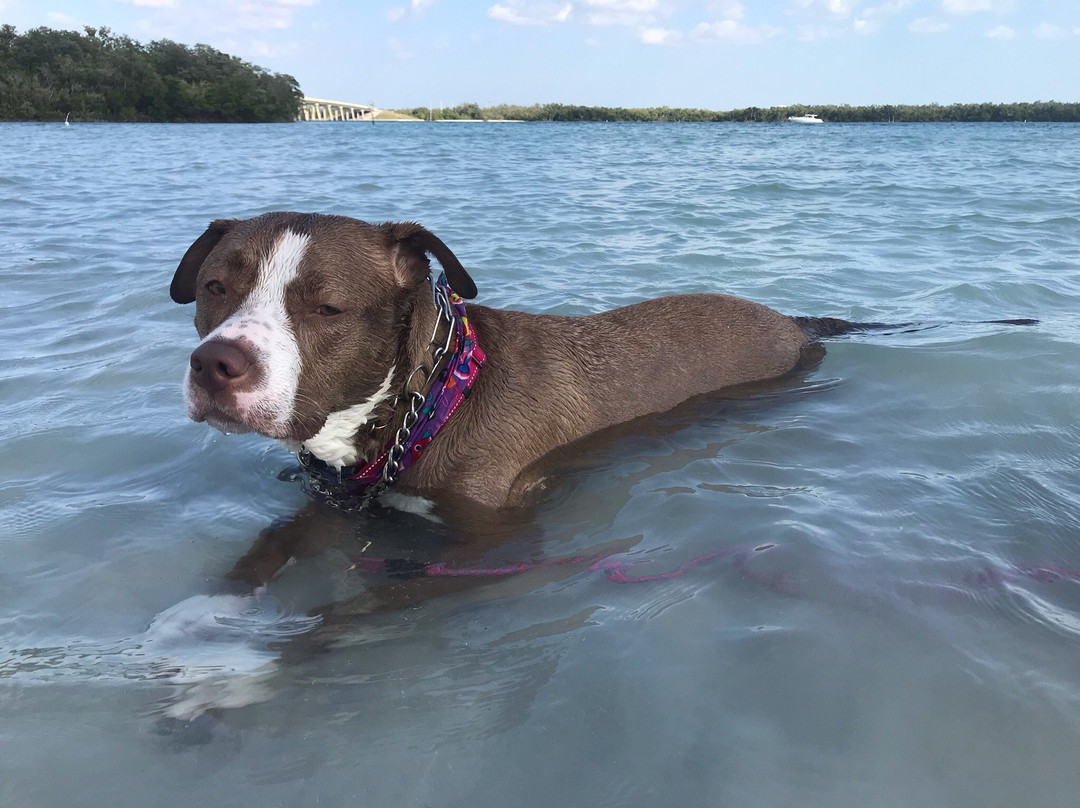 Bonita Springs Dog Park-博尼塔斯普林斯必去景点