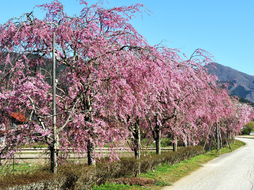 新庄村旅游景点-Gaisenzakura
