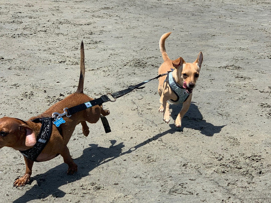 Coronado Dog Beach-科罗纳多必去景点