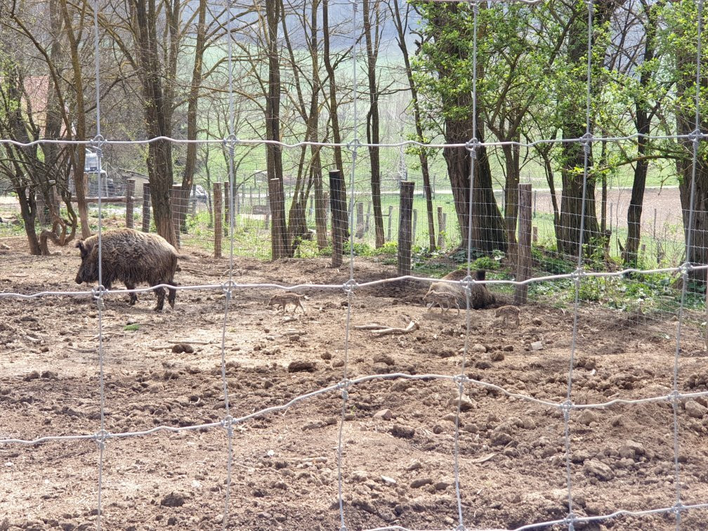 Bőszénfa Deer Farm - Petting Zoo景点图片