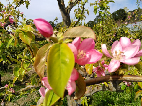 Togokusan Fruits Park-名古屋市必去景点