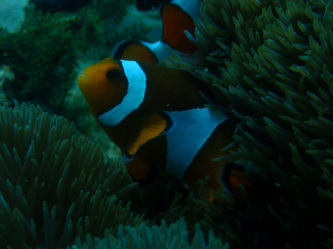 Go Wild Dive-Gili Gede必去景点