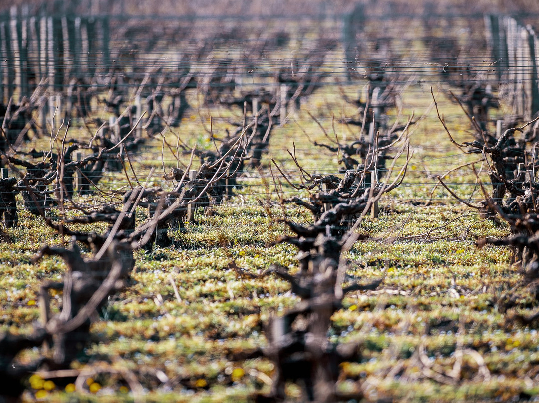Chateau Haut-Bages Liberal-波亚克必去景点
