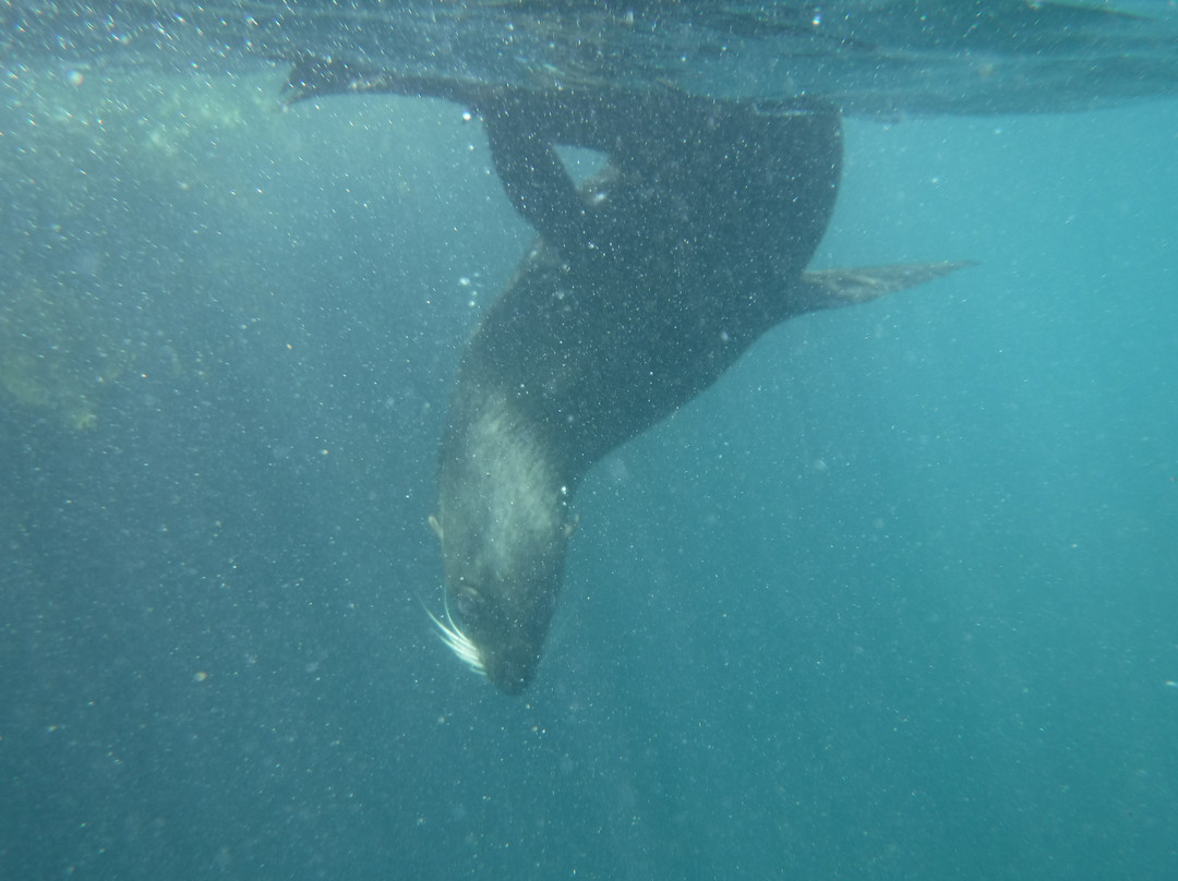 Seal Swim Kaikoura景点图片
