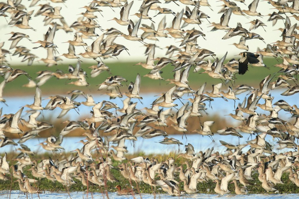 WWT Welney Wetland Centre景点图片