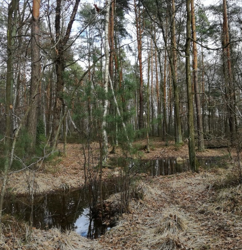 Mazowiecki Park Krajobrazowy景点图片