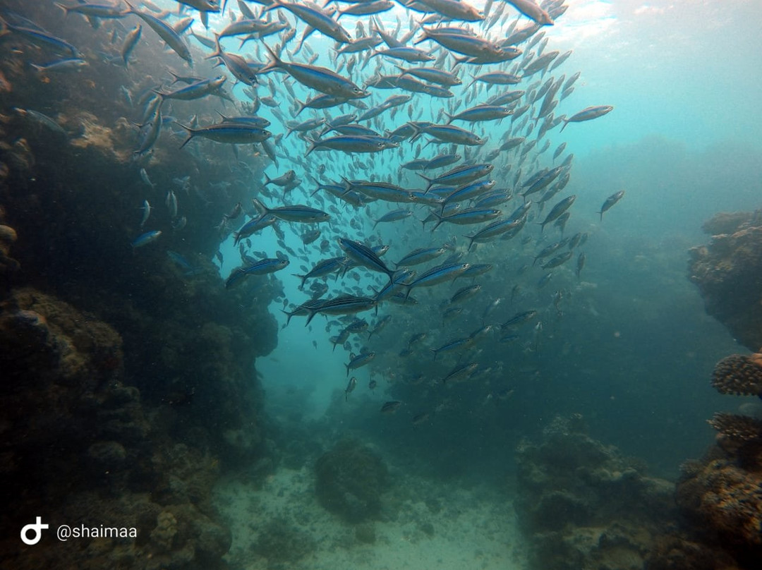 Bhadur Resort Jeddah主图