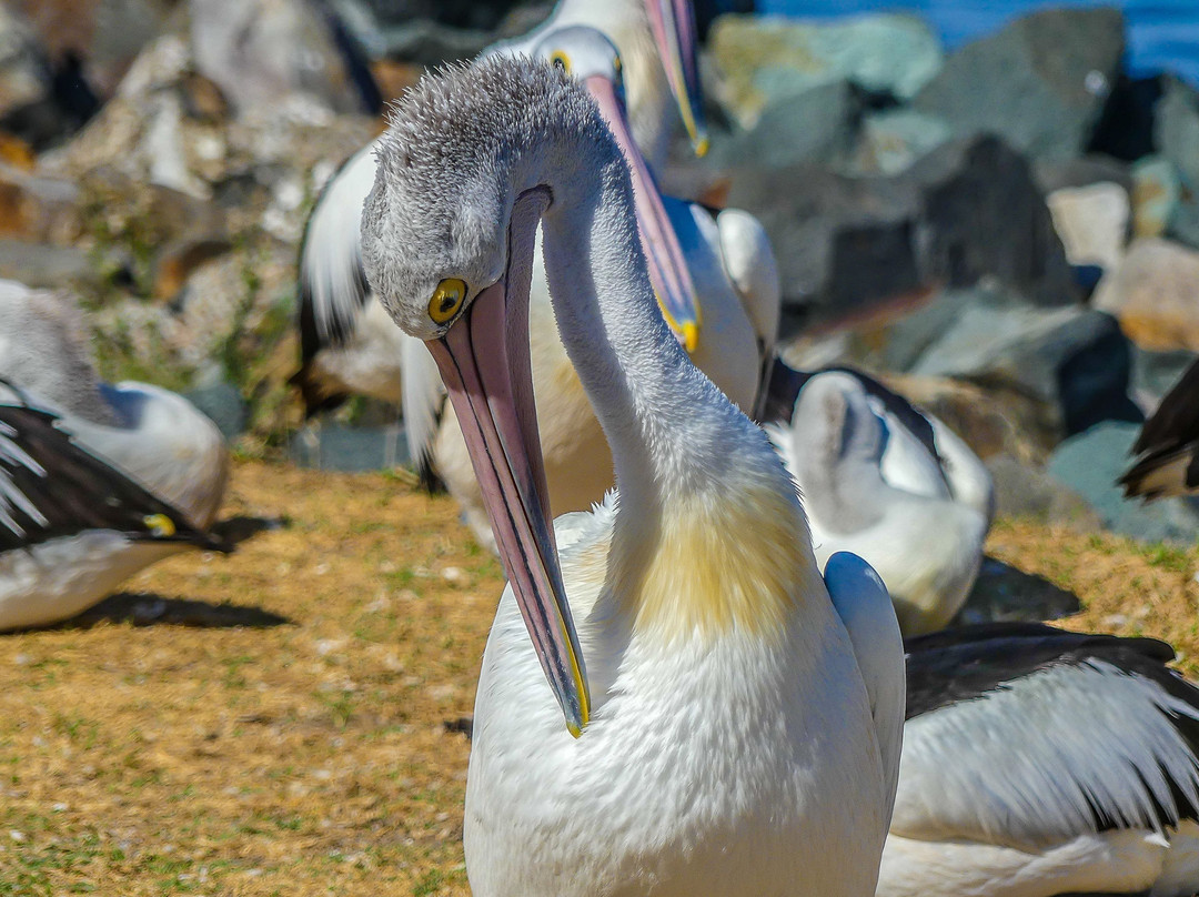福斯特棕榈树汽车旅馆主图