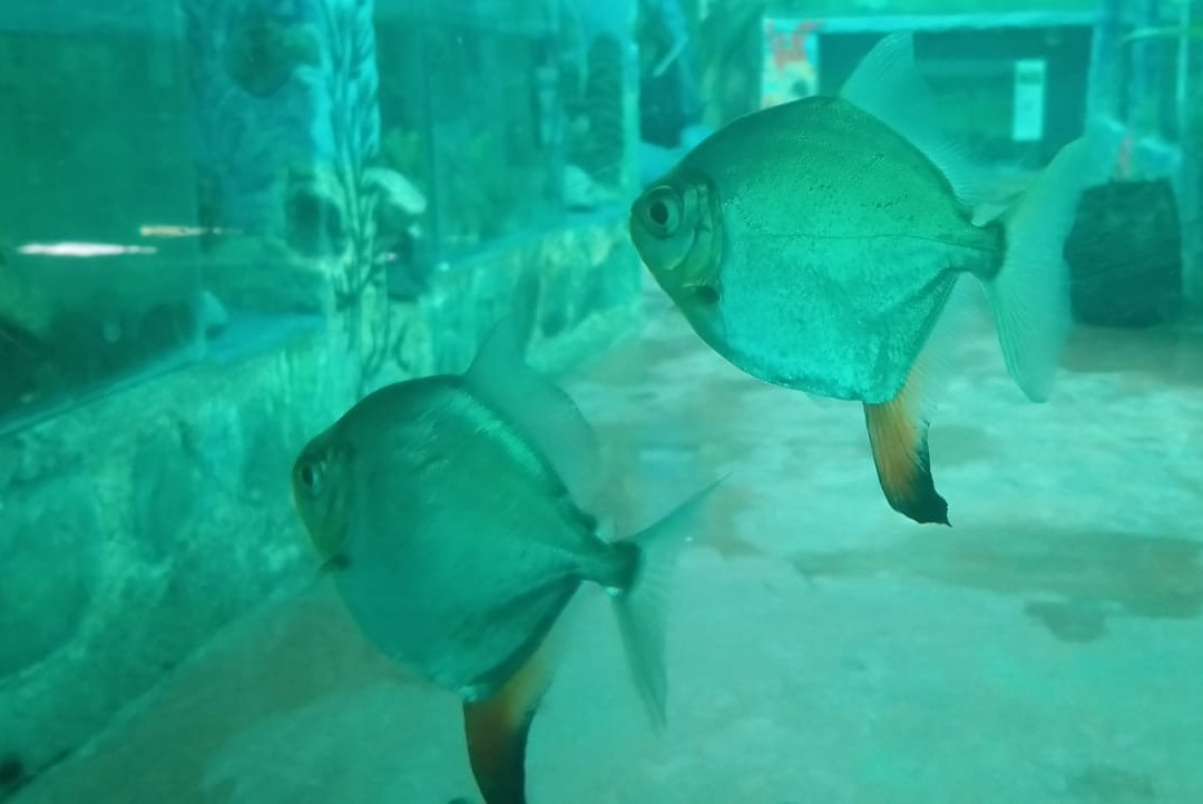 Acuario Turistico de Mindo-明多必去景点