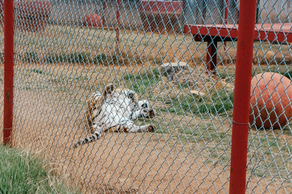 Center for Animal Research & Education-Bridgeport必去景点
