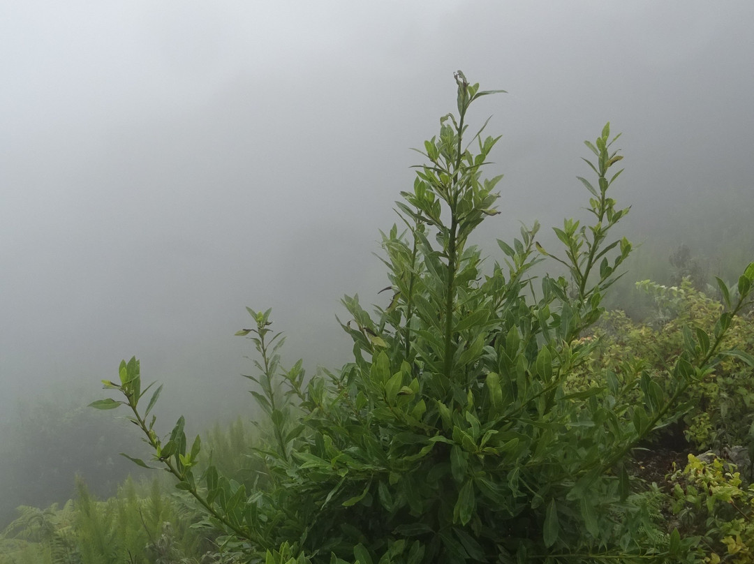 Parque Natural de Cumbre Vieja景点图片