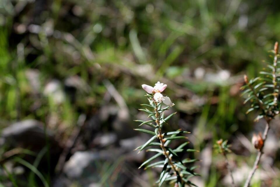 Benambra National Park-Culcairn必去景点
