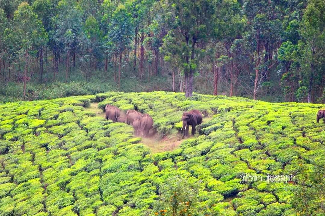 Kochi Taxi Tour-柯钦必去景点