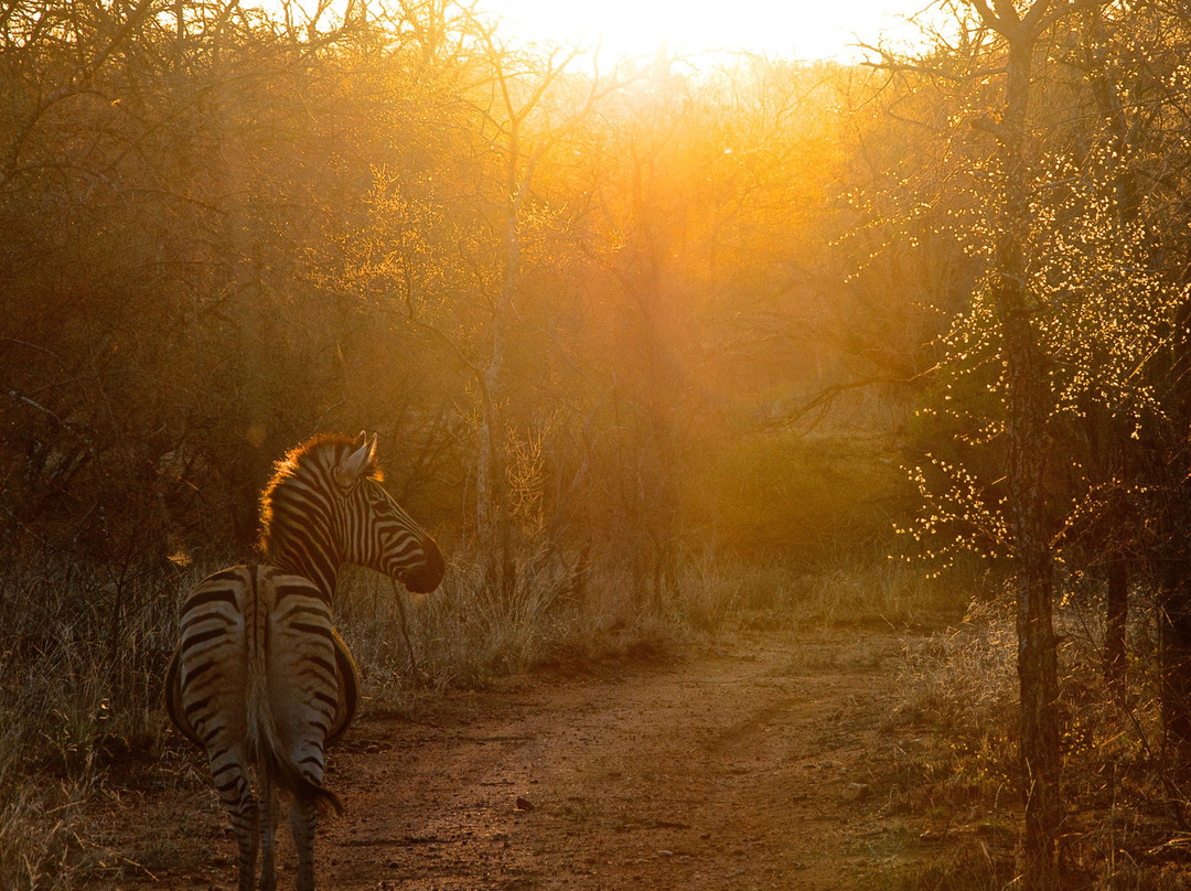 Askari Wilderness Conservation Programme