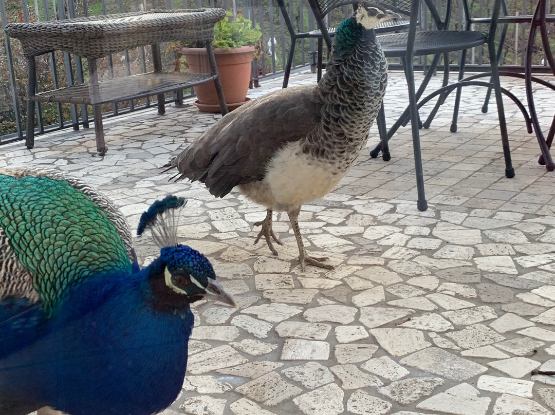 Lemire Azienda Agricola主图