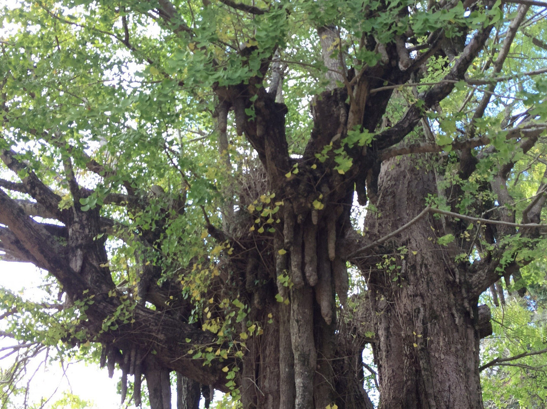 Kosazuke Ginkgo Tree in Kosenji Tmple景点图片