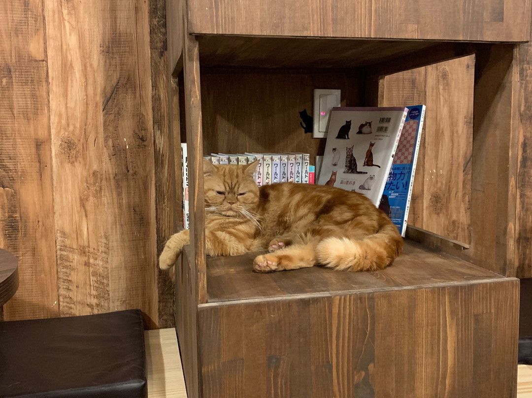 Cat Cafe Singeki Cat-Kabukicho必去景点