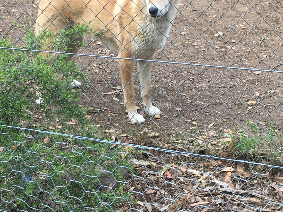 Dingo Sanctuary-Bargo必去景点