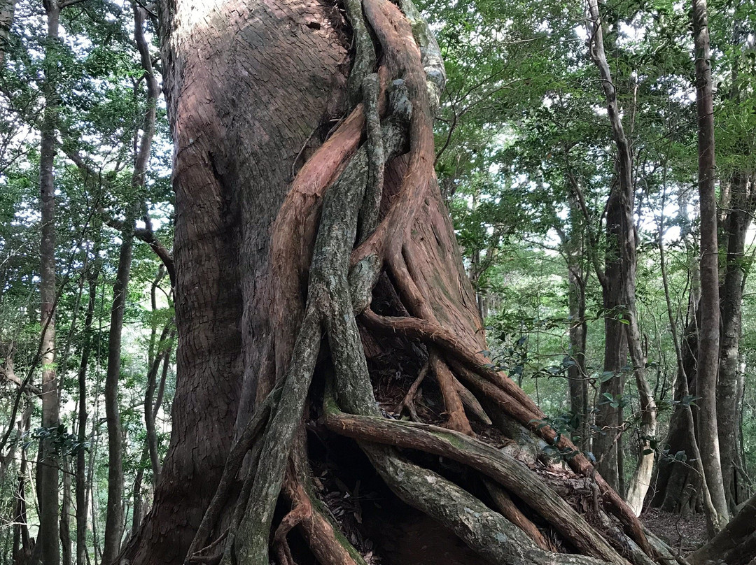 Matsubanda Kotsu景点图片