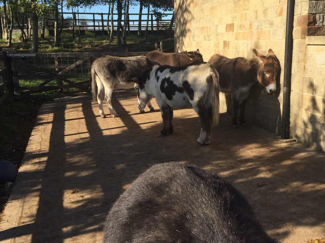 The Donkey Sanctuary, Leeds景点图片