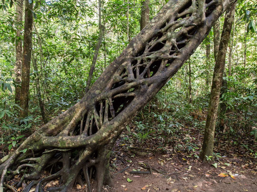 Cape Tribulation旅游攻略图片