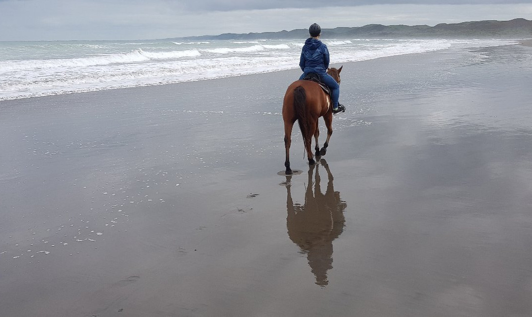 Surf & Turf Horse Riding Raglan-拉格伦必去景点