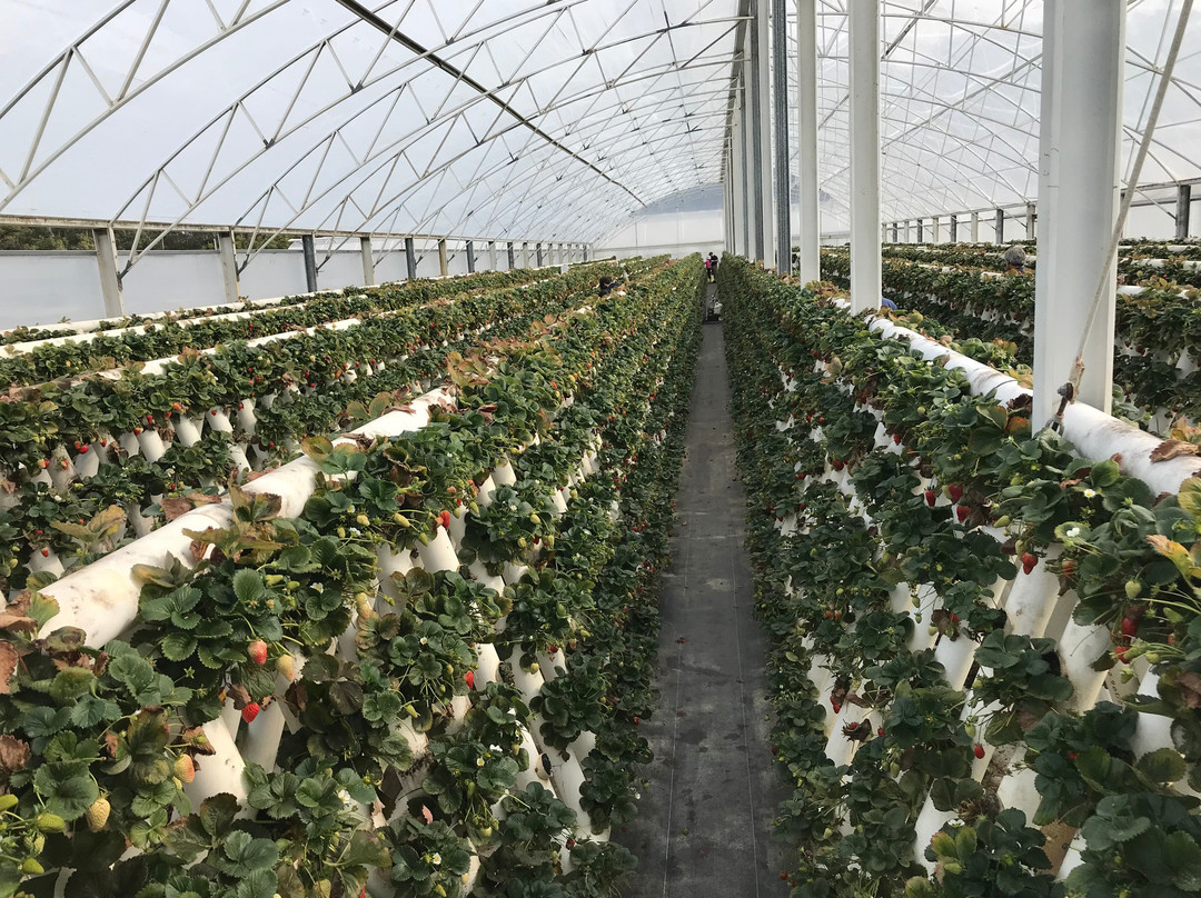 Ricardoes Tomatoes and U-Pick Strawberry Farm景点图片