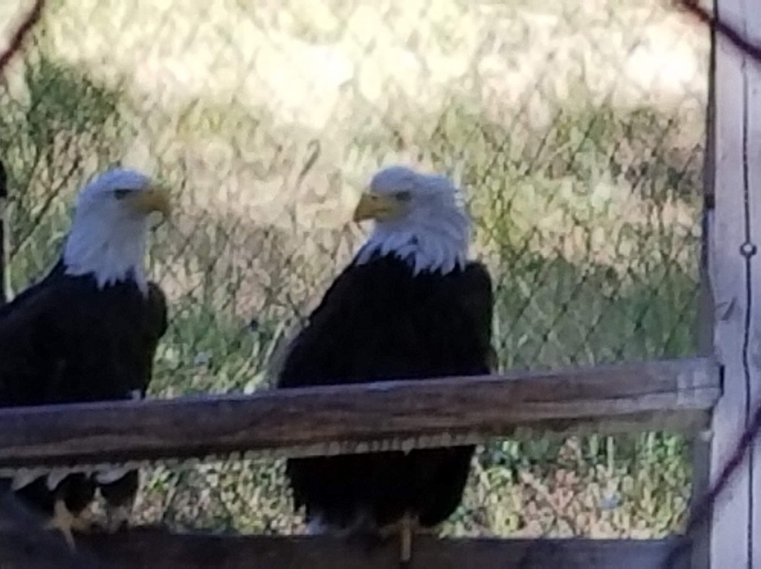 Badger Run Wildlife Rehab-克拉马斯福尔斯必去景点