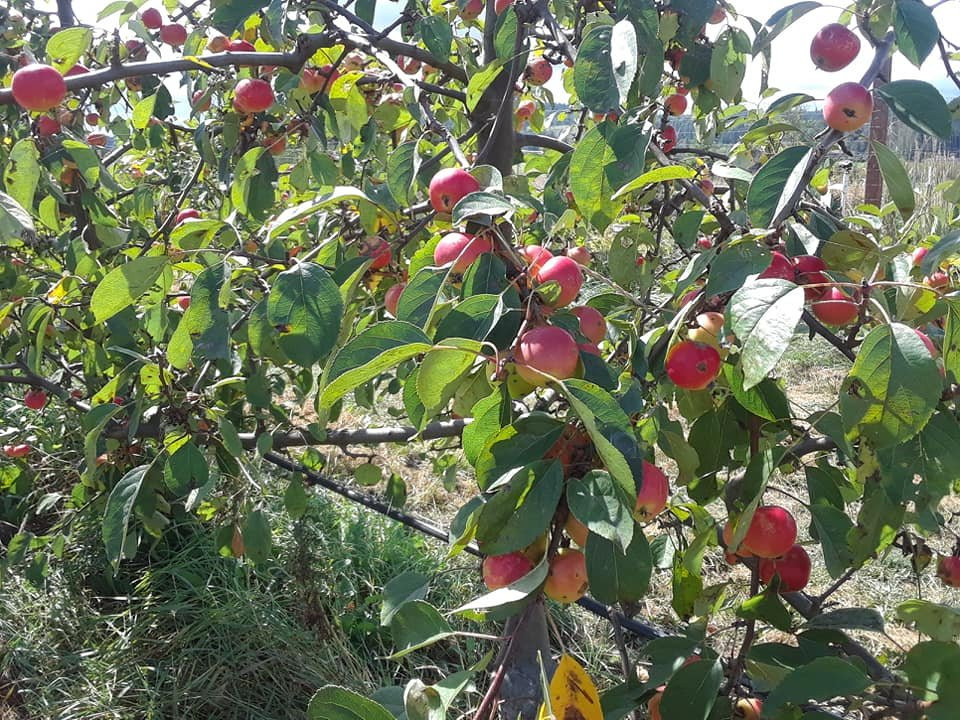Finnriver Orchard & Cider Garden景点图片