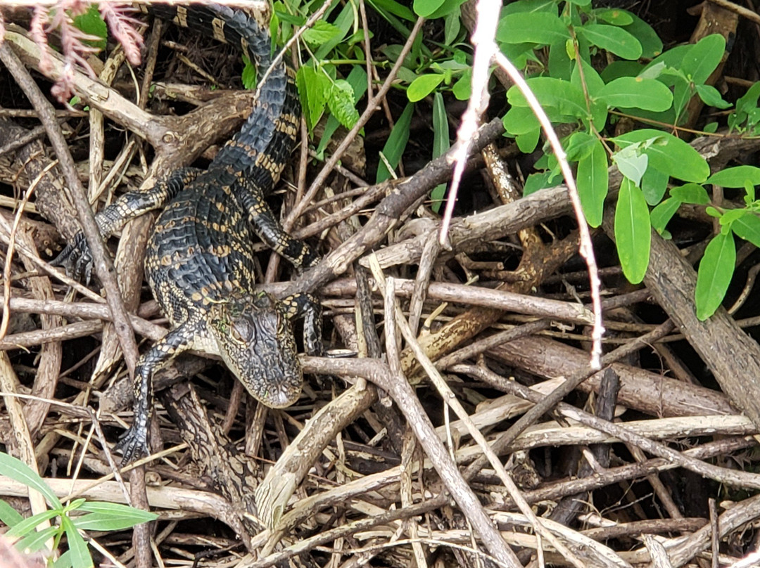 Black Bayou Lake National Wildlife Refuge景点图片
