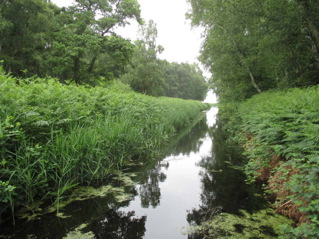 Holme Fen National Nature Reserve景点图片